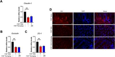 Ginsenoside Rc attenuates DSS-induced ulcerative colitis, intestinal inflammatory, and barrier function by activating the farnesoid X receptor